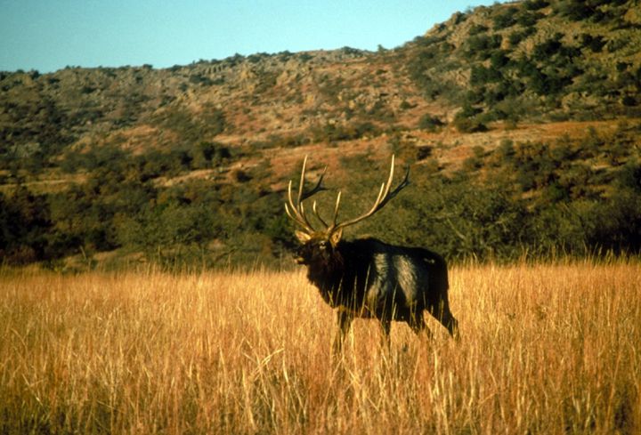 The male elk with large antlers walks through tall grass prairie.
